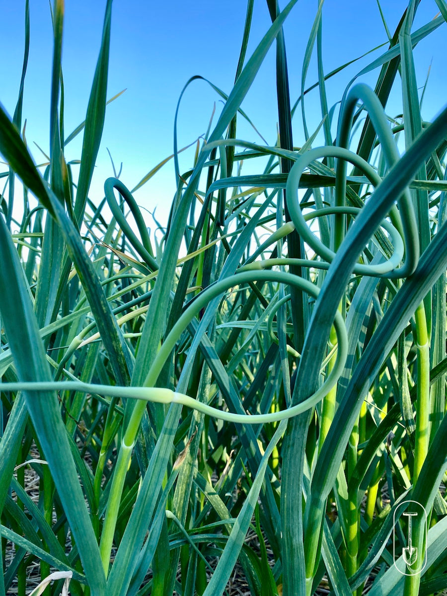 Taiga Farm and Seed Garlic Sending Up Scapes