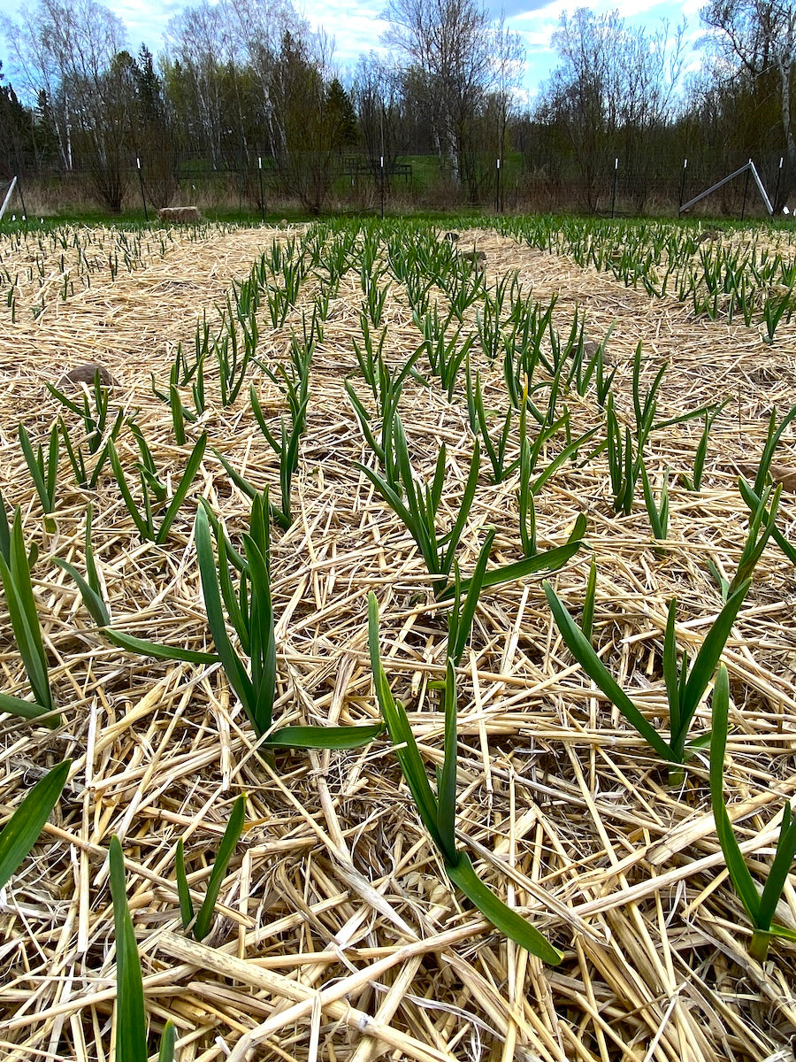 Taiga Farm and Seed Garlic in the Spring
