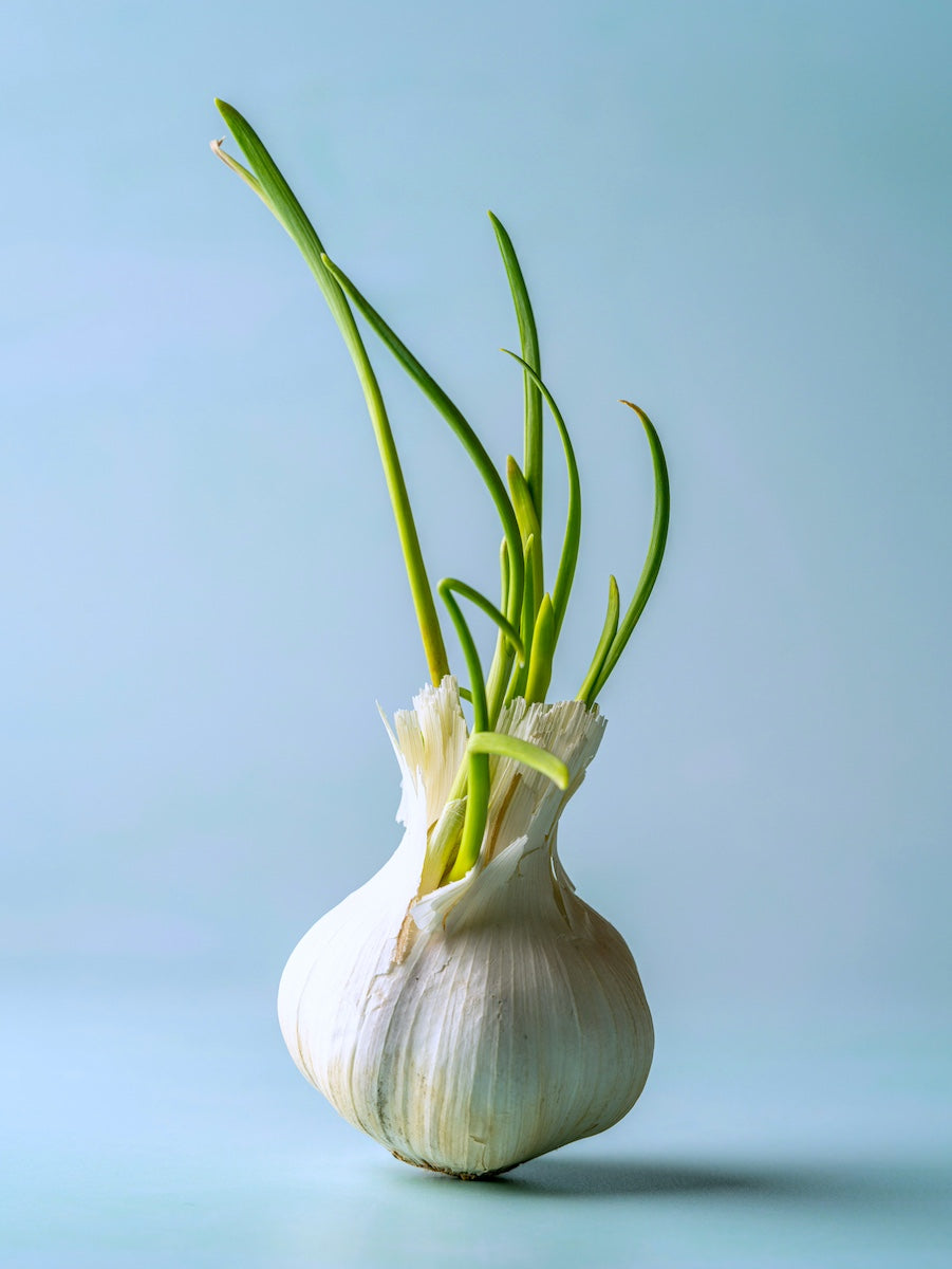 Taiga Farm and Seed Garlic Single Sprouting Bulb on a Blue Background