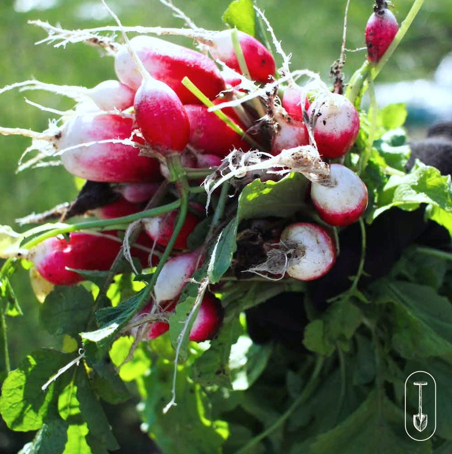 Taiga Farm and seed Radish Bunch