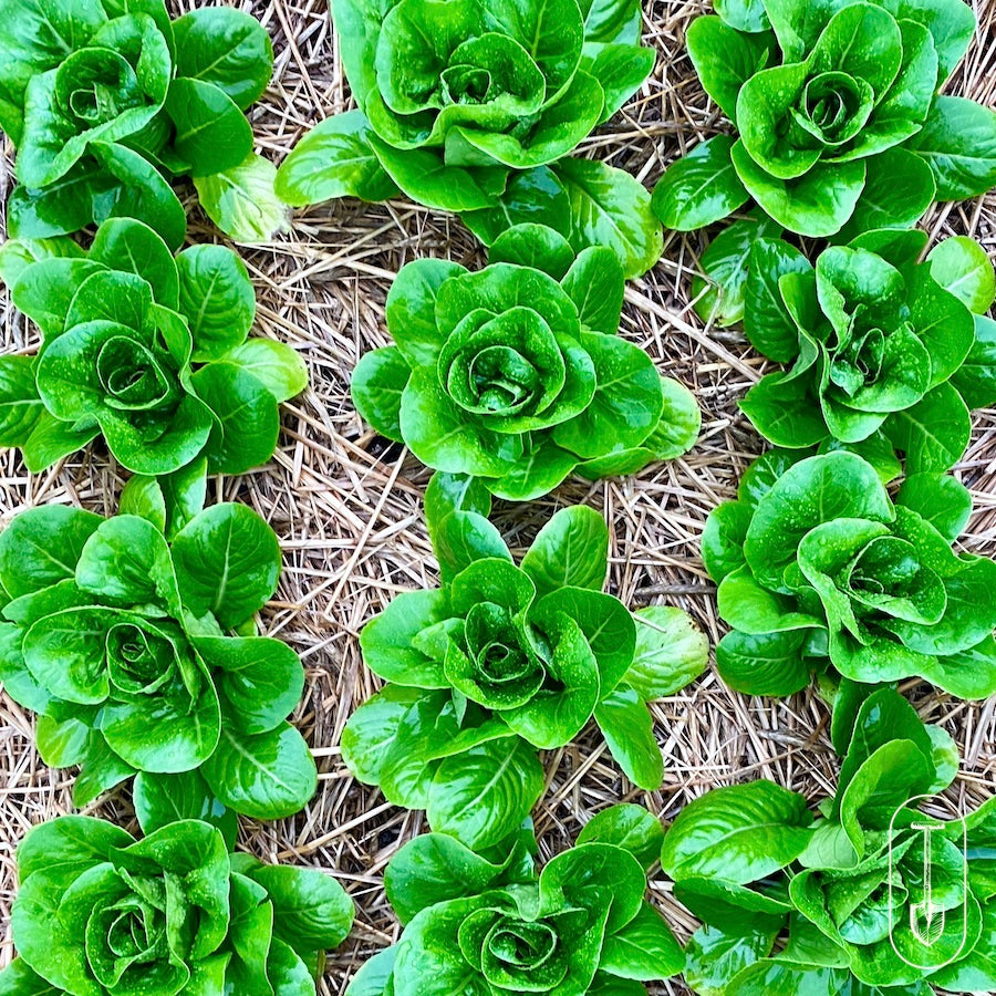 Rows of green lettuce heads thriving in a mulched urban garden plot.