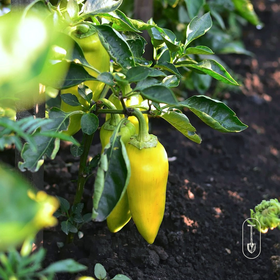 Taiga Farm and Seed Banana Pepper