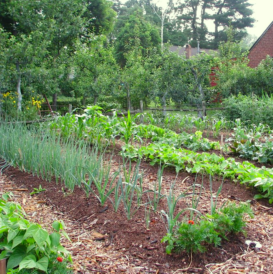 An early season backyard garden
