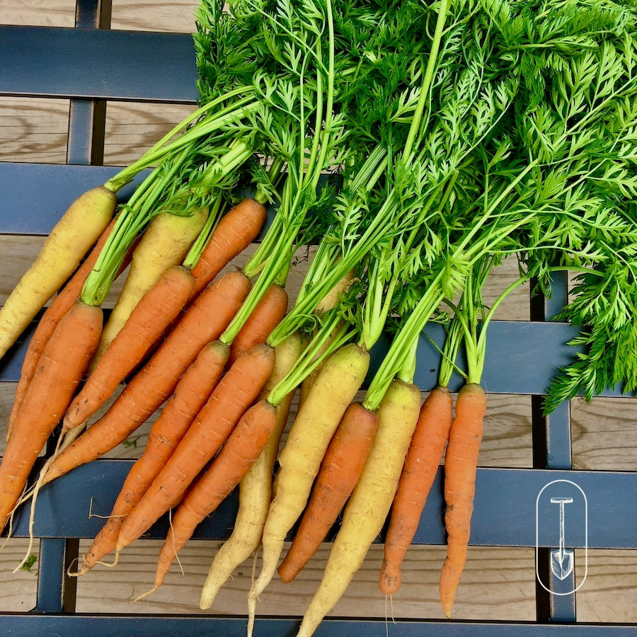 Taiga Farm and Seeds Yellow and Orange Carrots