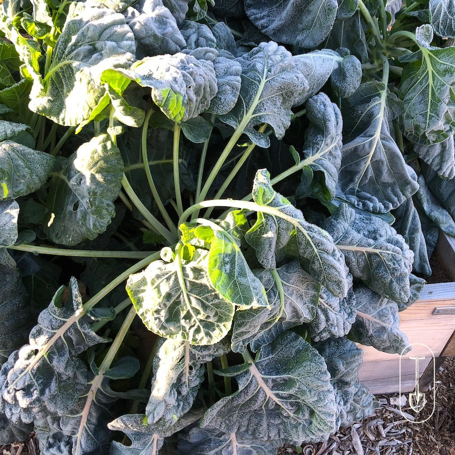 Frosted kale in a Northern garden