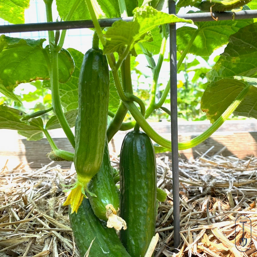 Taiga Farm and Seed Munching Cucumbers