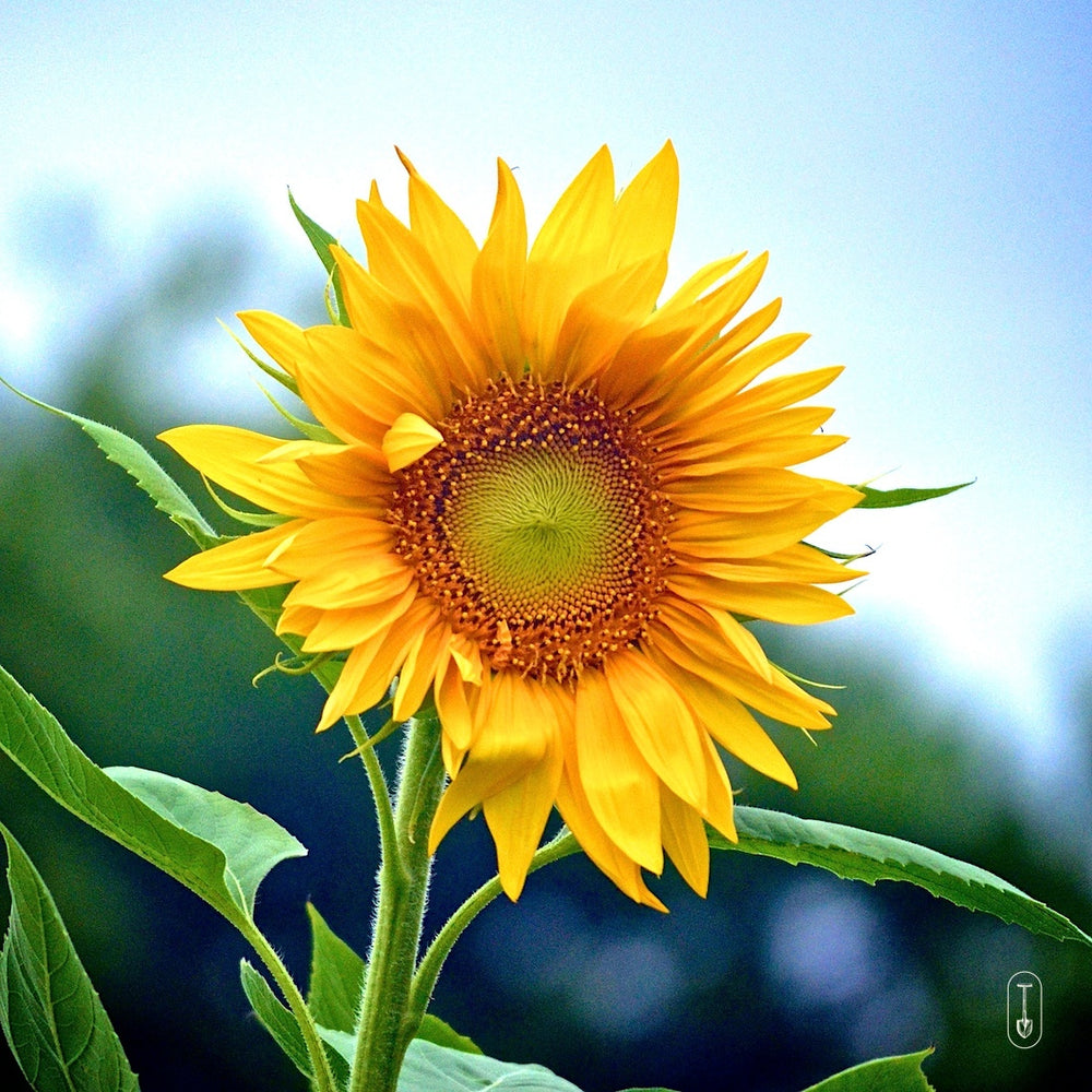 Sun Flower in the pollinator garden