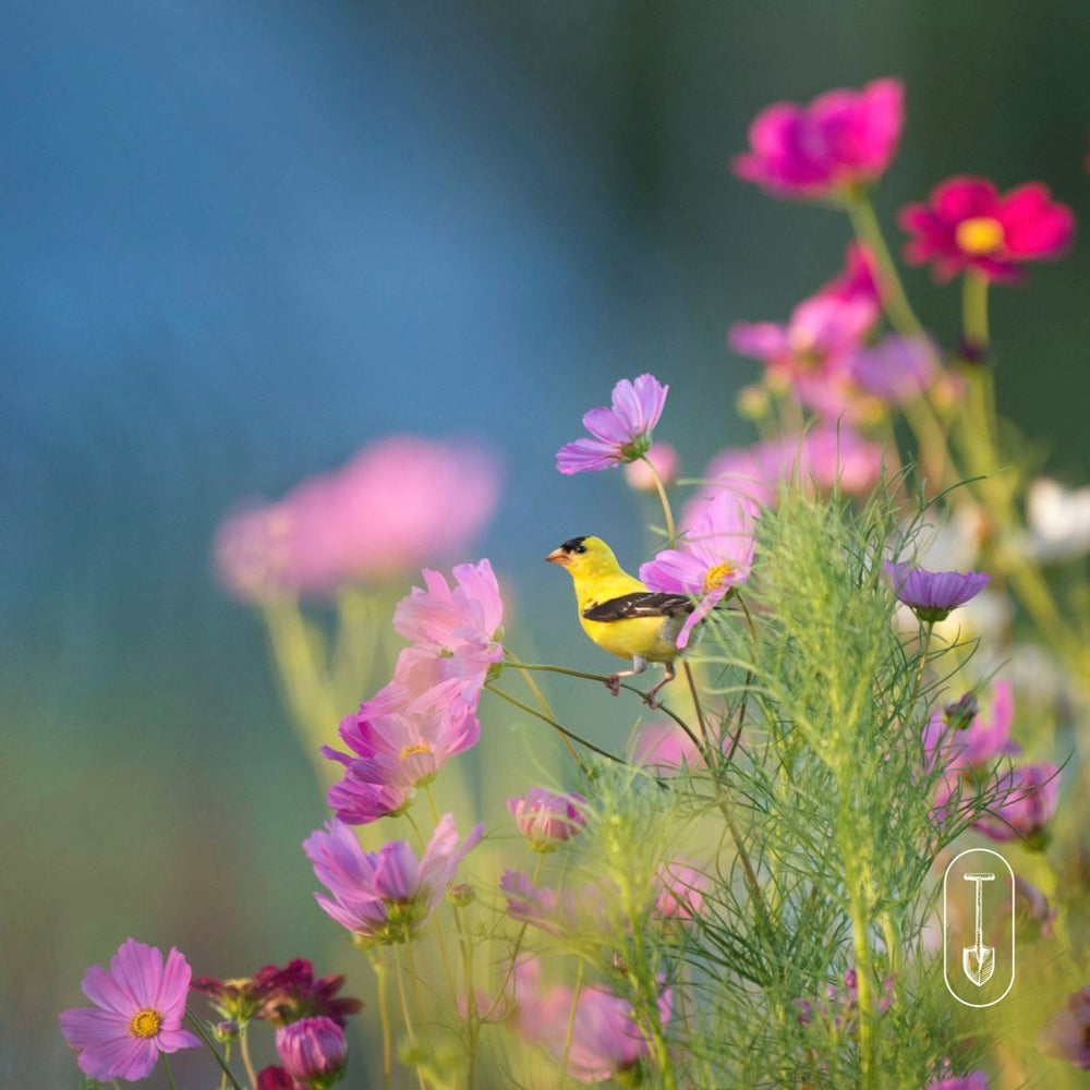 Taiga Farm and Seed Goldfinch perched on cosmos flowers