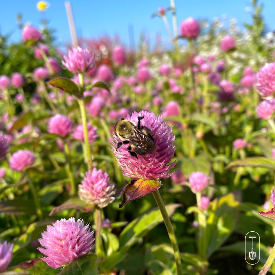 Bee on Pink flowers in the flower garden