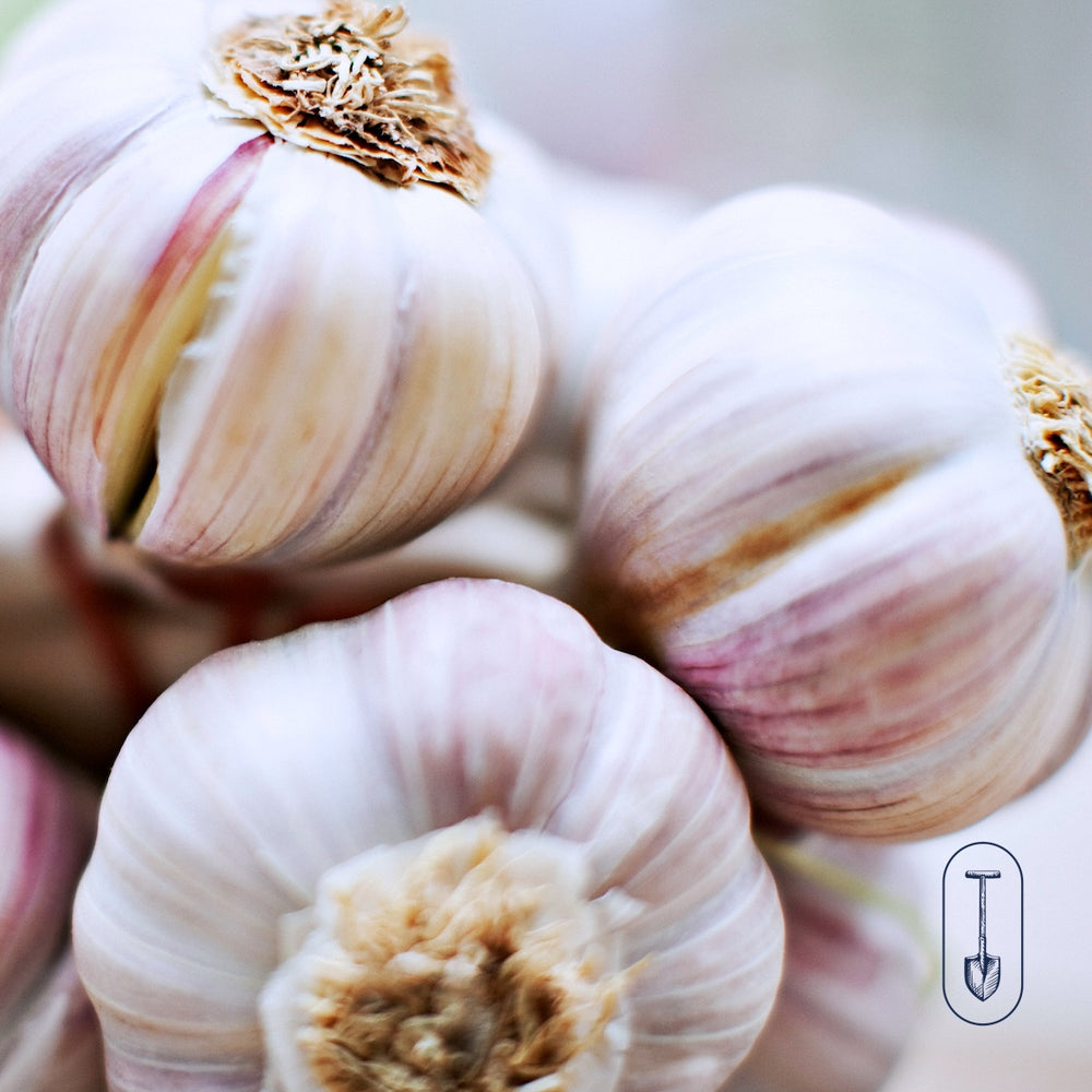 Taiga Farm and Seed Trio of Purple Striped Garlic Bulbs Close Up