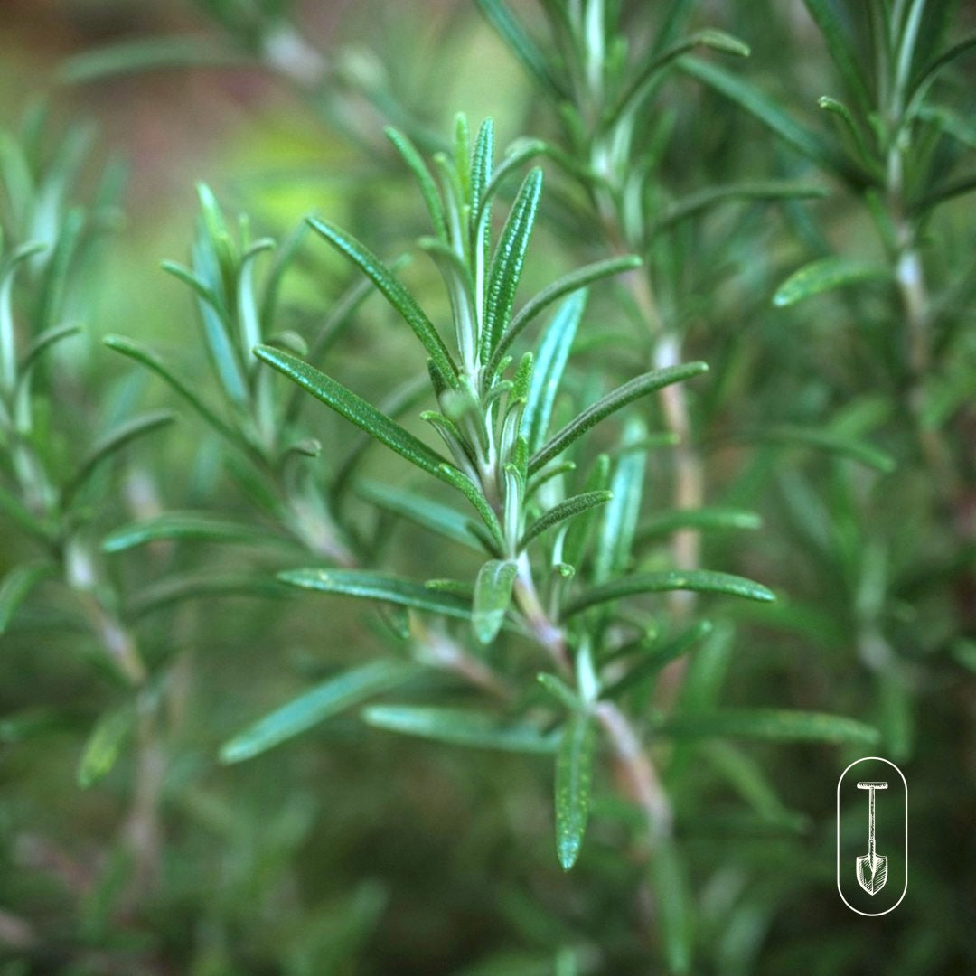 Taiga Farm and Seed Rosemary Herb