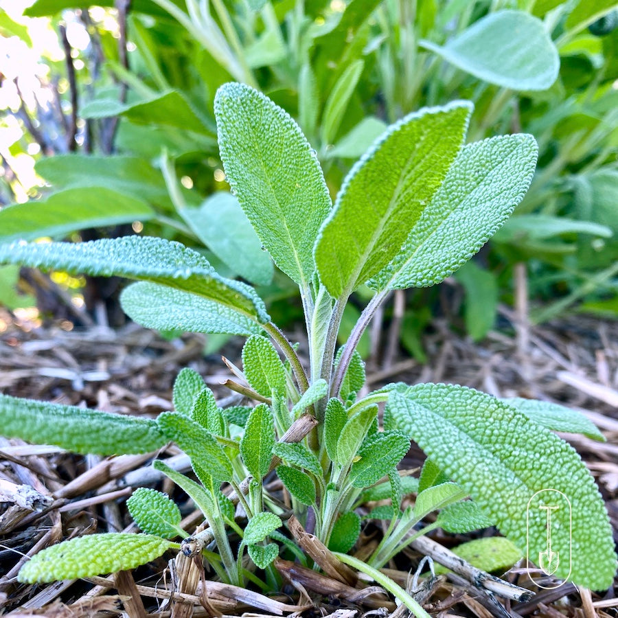 Taiga Farm and Seed baby sage plant in the garden