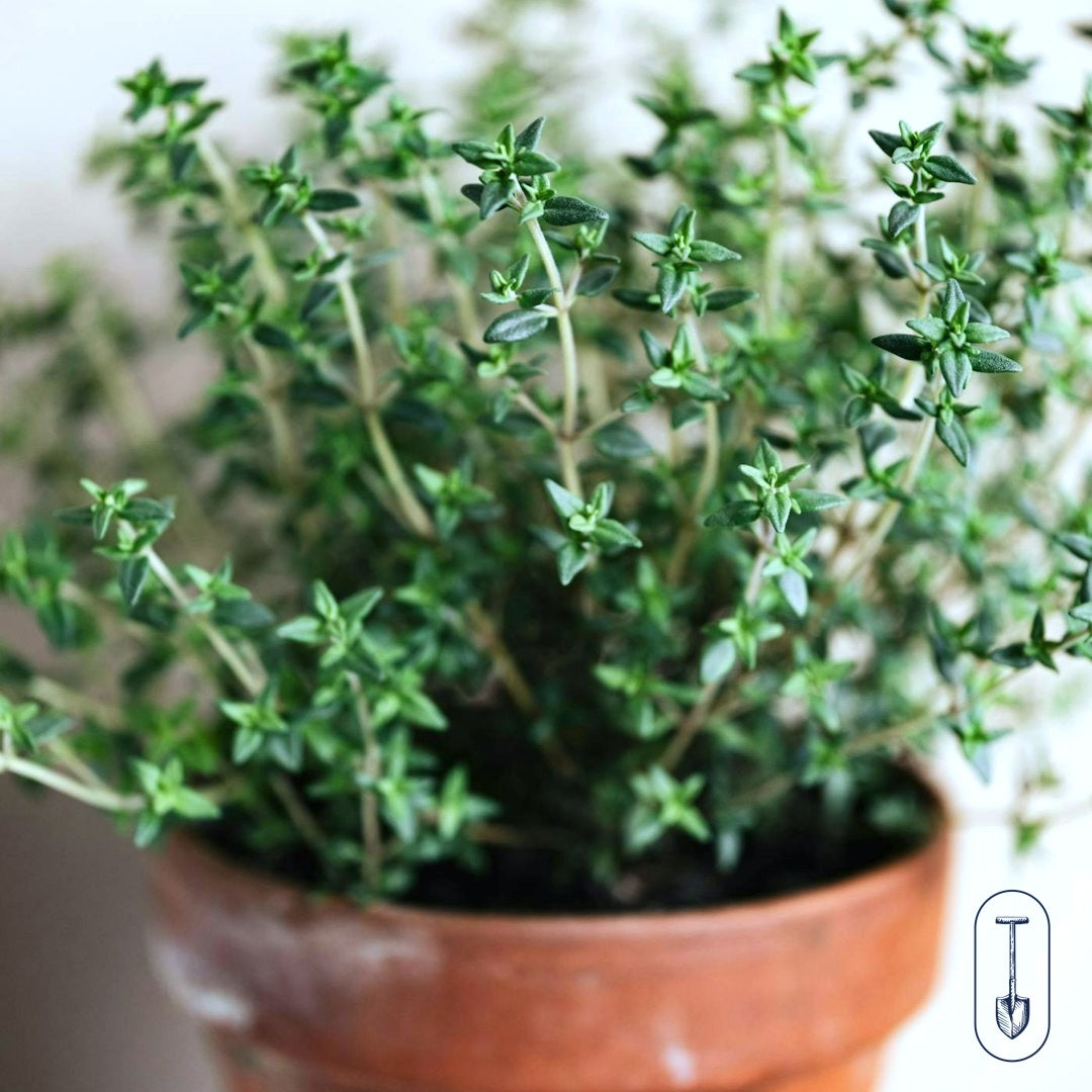 Taiga Farm and Seed Pot of Thyme with a White Background