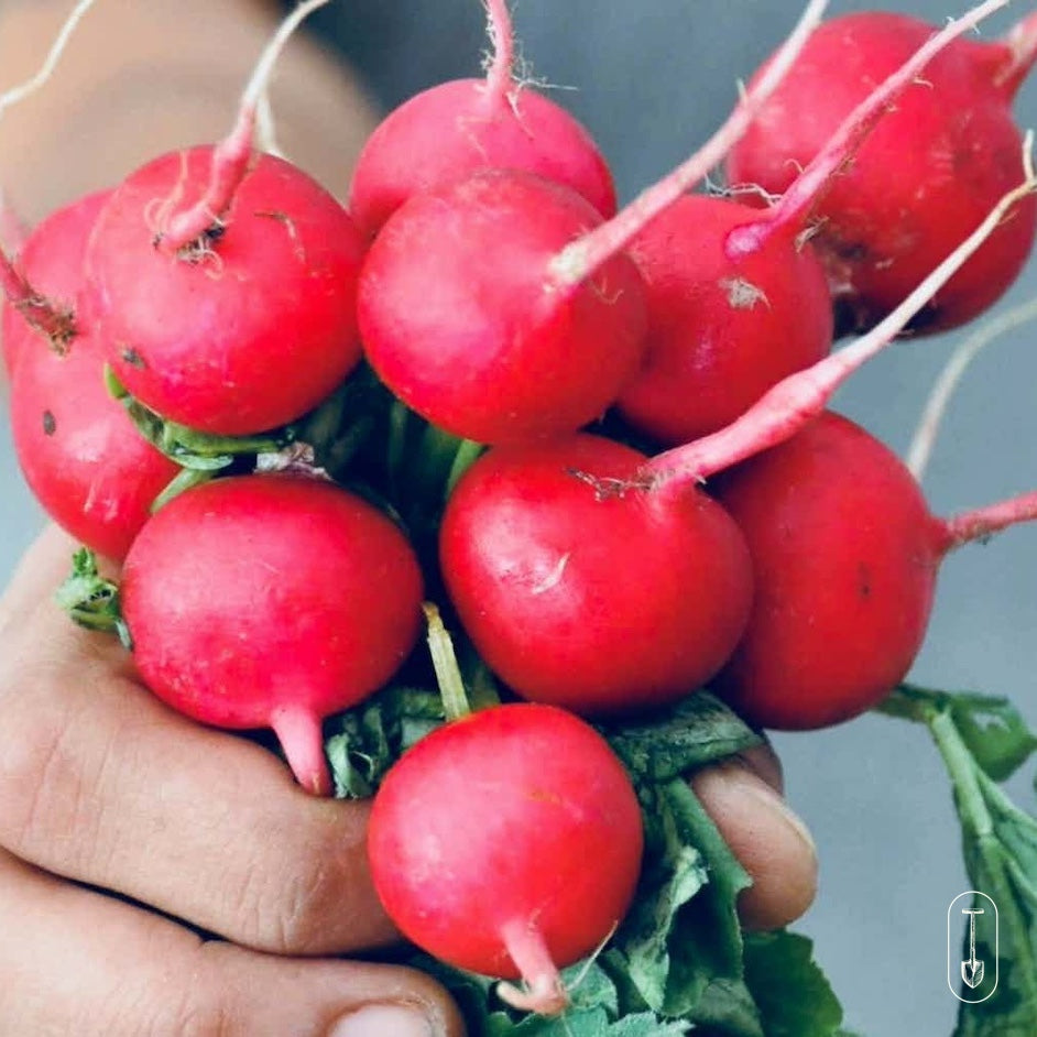 Taiga Farm and Seed Woman Holding Out a Handful of Radishes