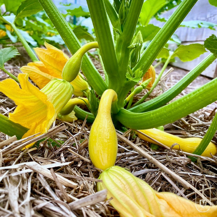 Flowering Summer Squash