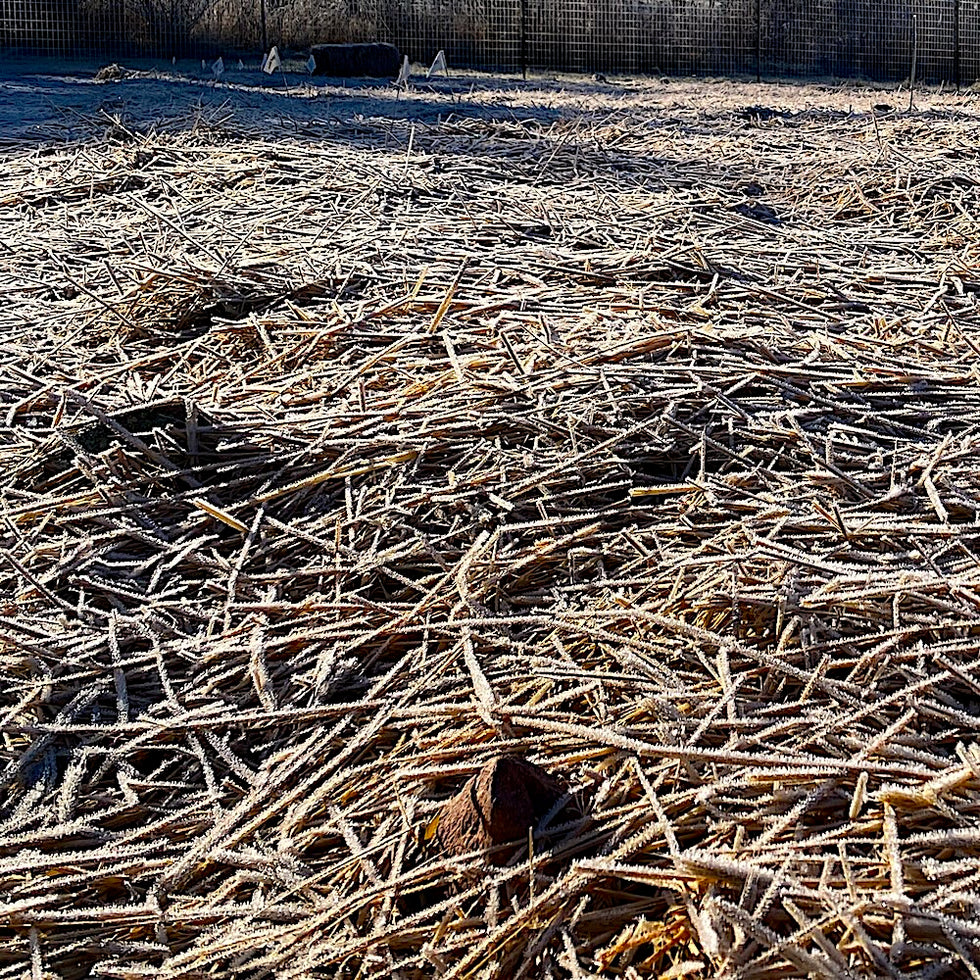 Certified Organic Garlic Seed for Fall Planting | Taiga Farm & Seed