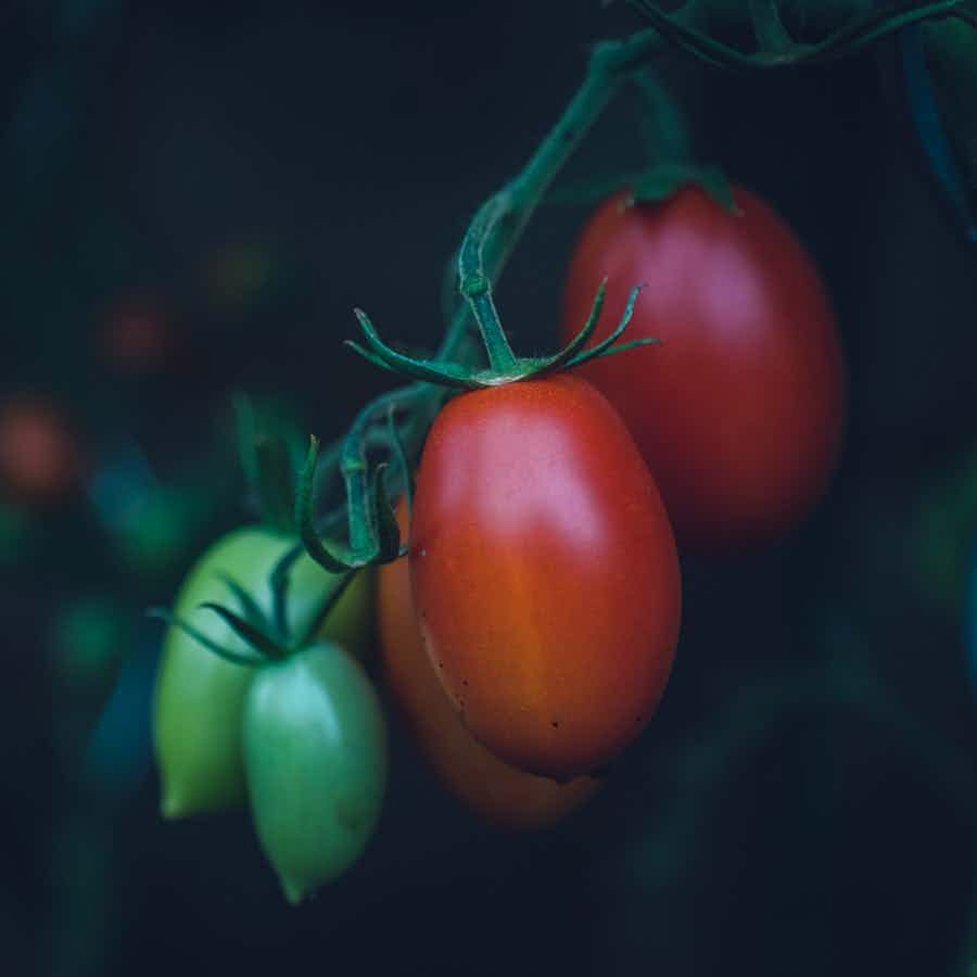 Taiga Farm and Seed Roma Tomatoes