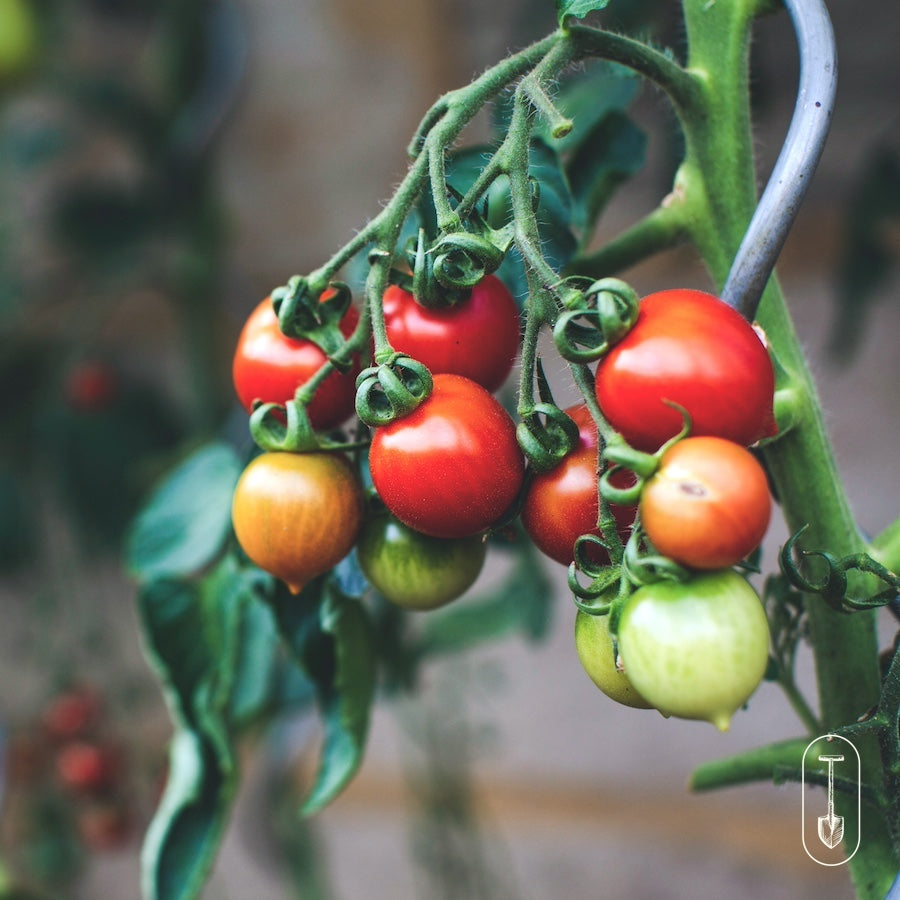 Ripening tomatoes growing on a compact container vine.