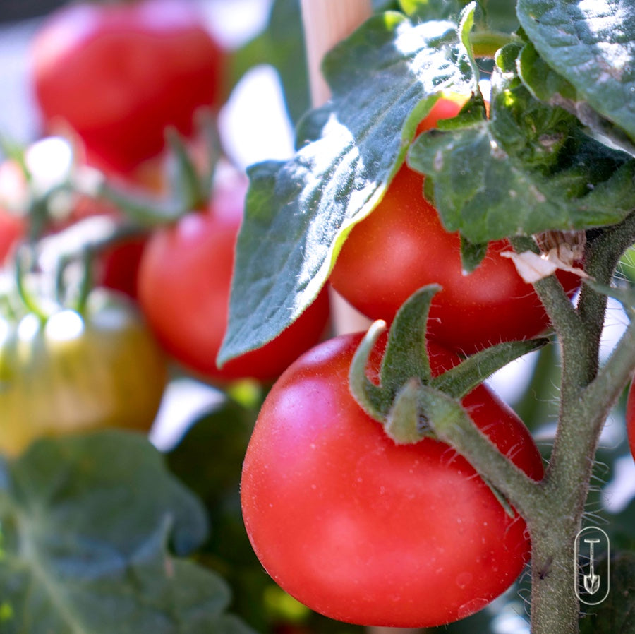 Vine Ripe Tomatoes ready to pick