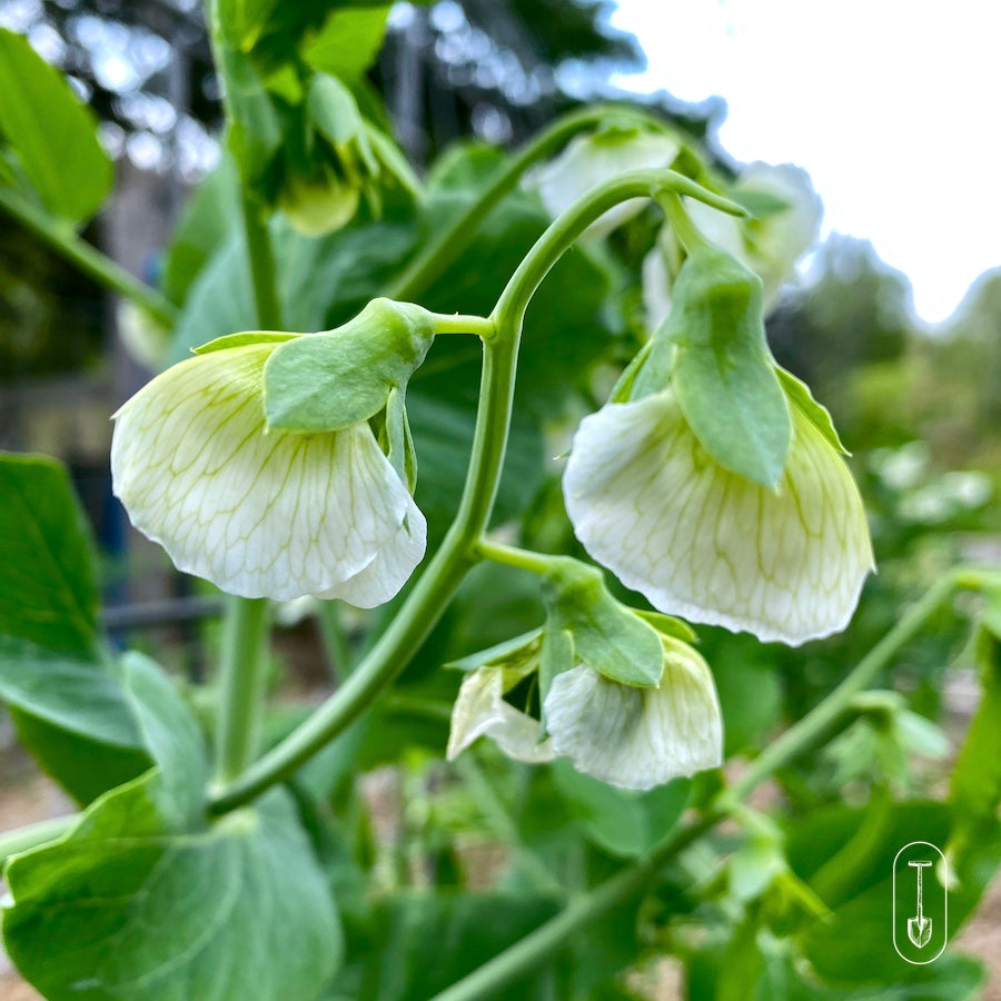 Flowering Peas in the garden