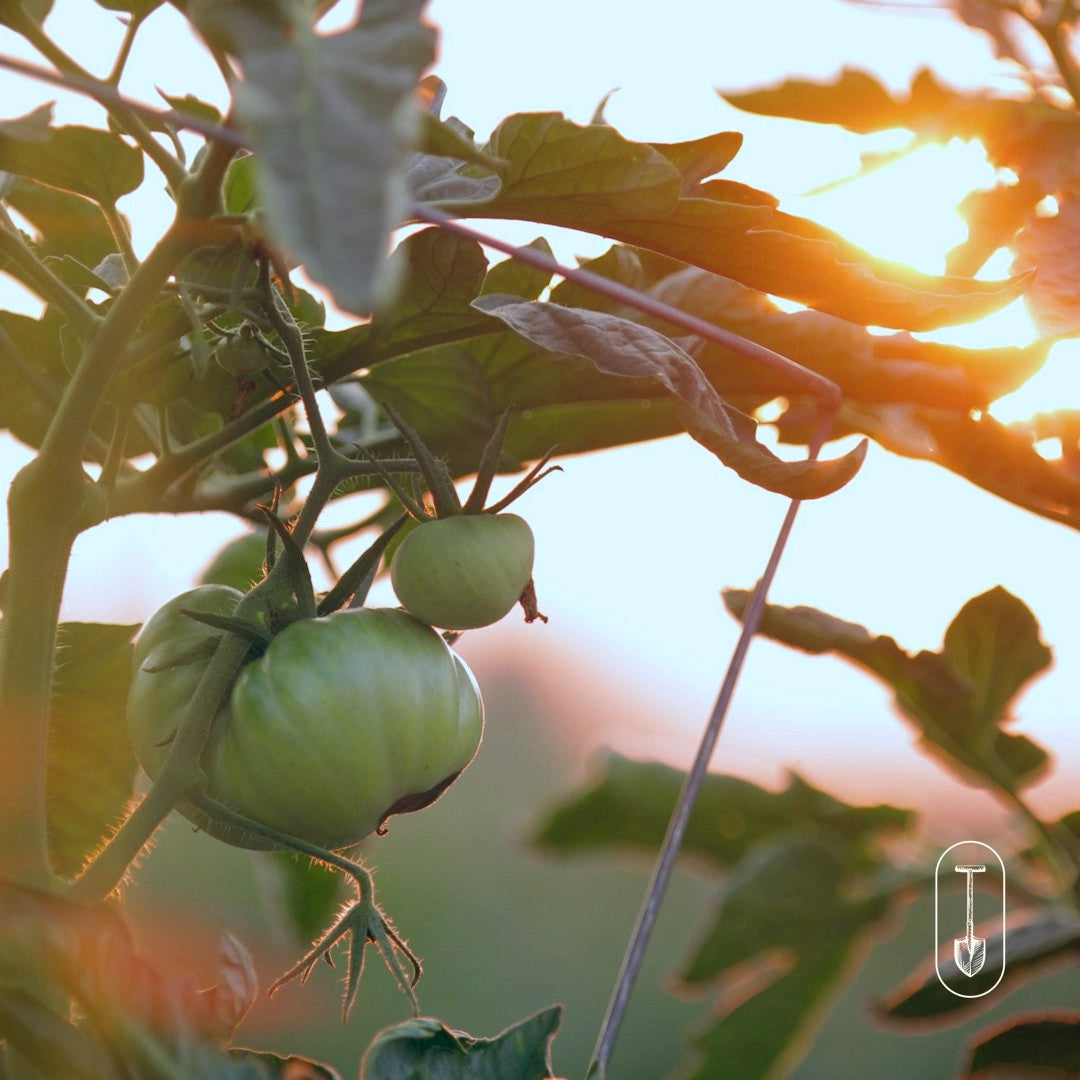 Taiga Farm and Seed Sunlit Tomatoes