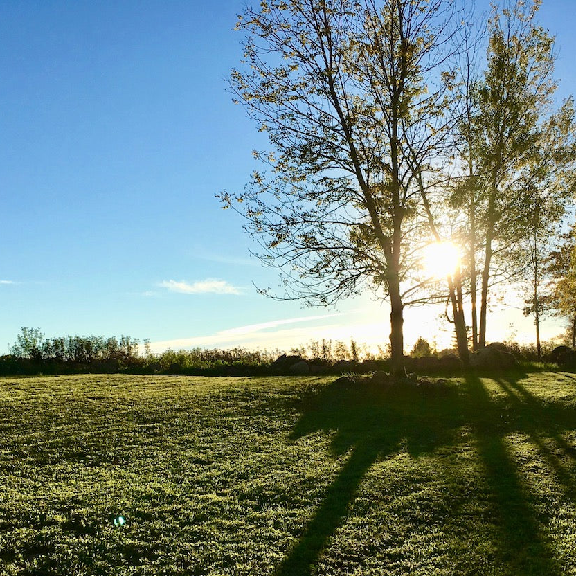 Sunset over a Northern field with trees casting long shadows