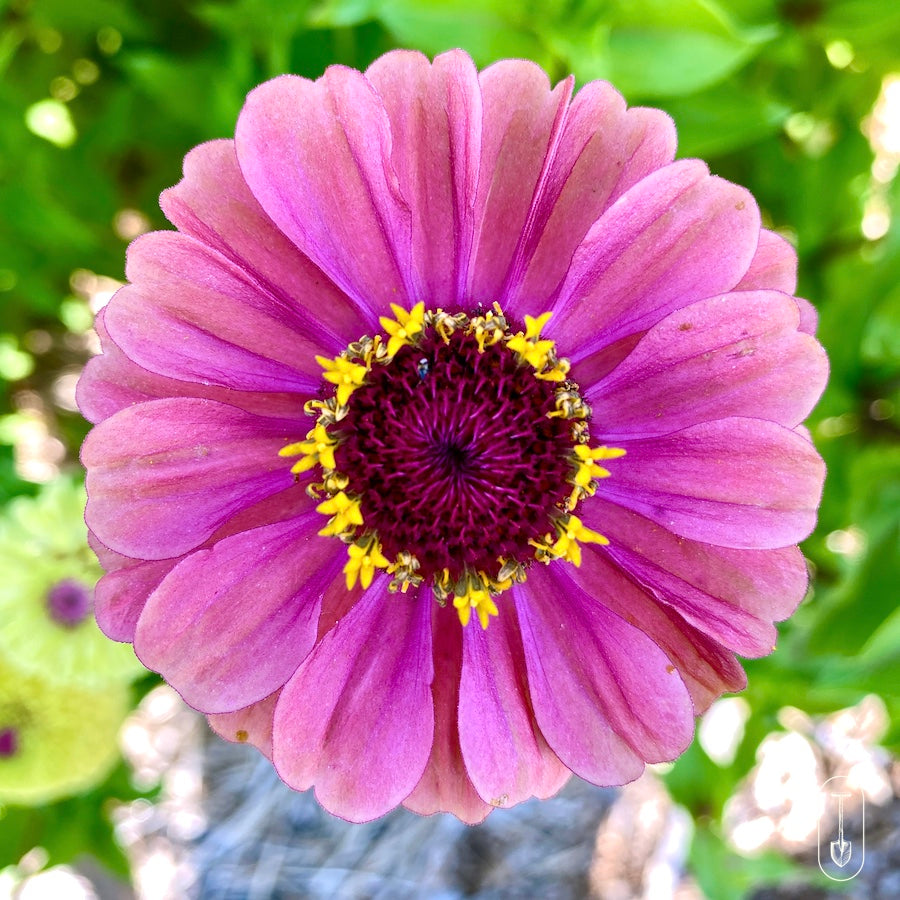 Close up of pink zinnia with Inner Yellow Flower Ring