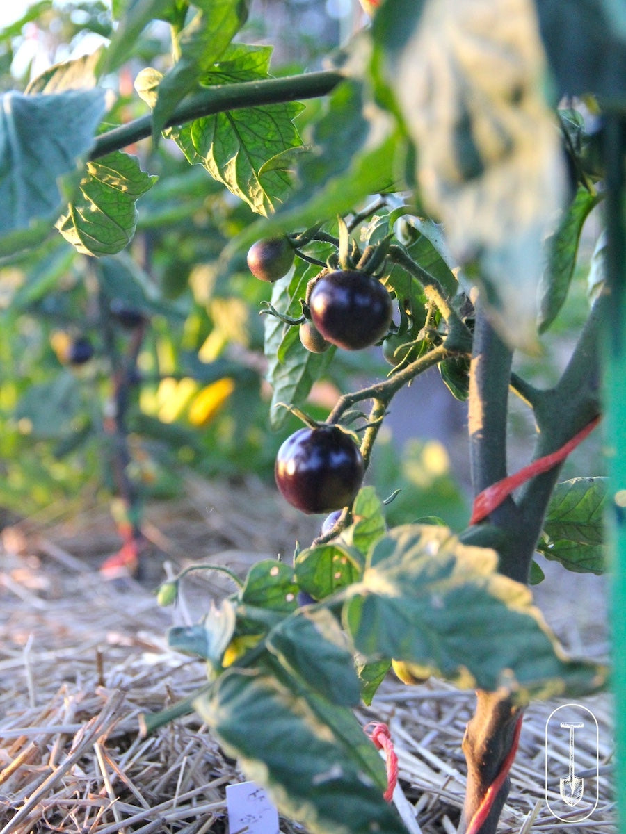 Taiga Farm and Seed Ripe Salad Tomatoes in the Sunset