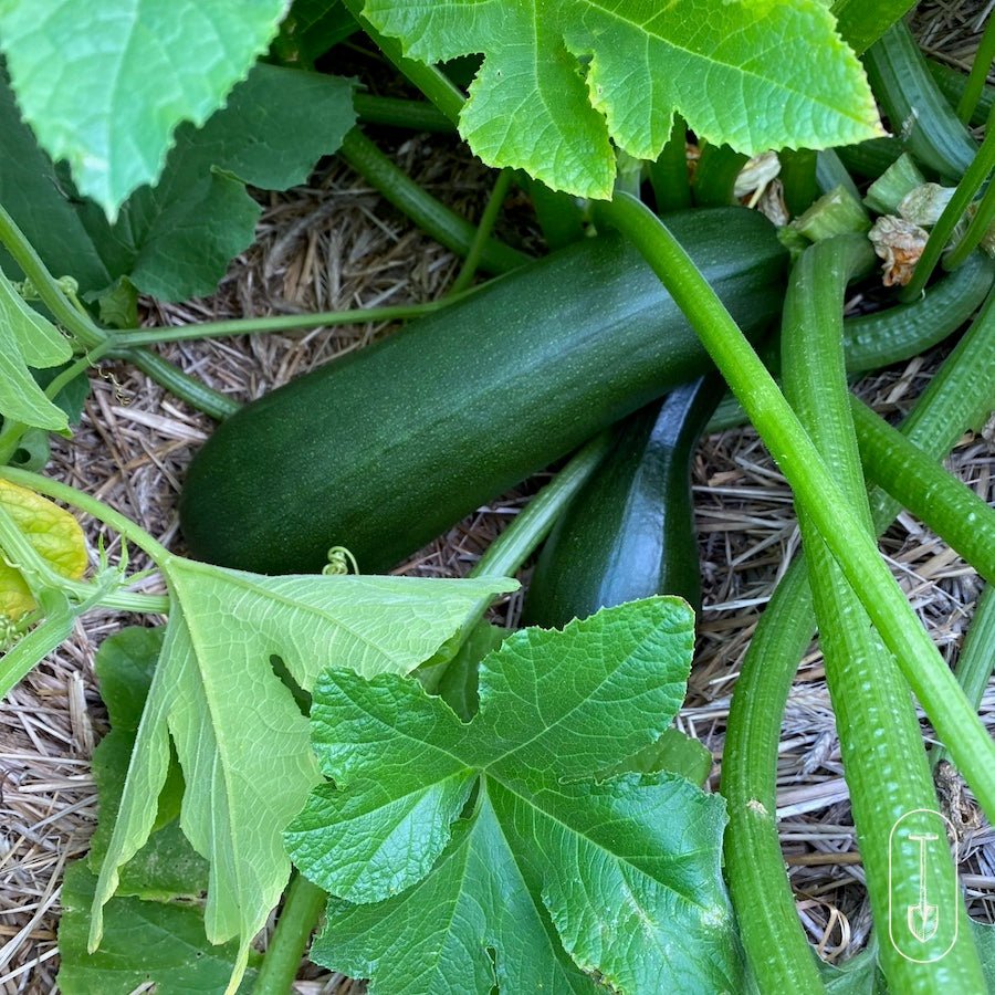 Taiga Farm & Seed Zucchini in the Garden