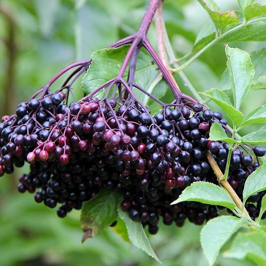 Bob Gordon Elderberry - Taiga Farm & Seed