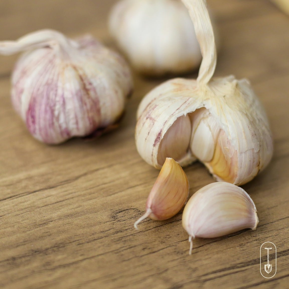 Certified Organic Garlic Bulbs - Taiga Farm & Seed