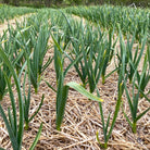 Chesnok Red Certified Organic Garlic - Taiga Farm & Seed