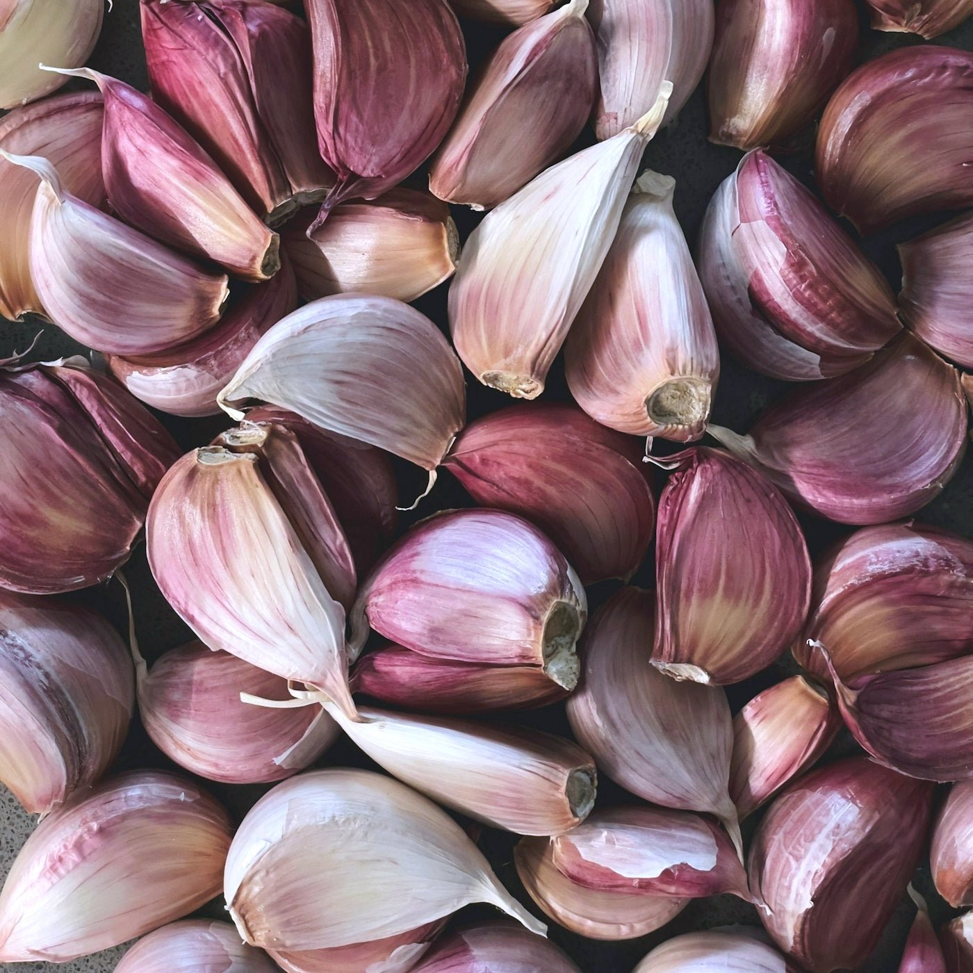 Chesnok Red Certified Organic Garlic - Taiga Farm & Seed