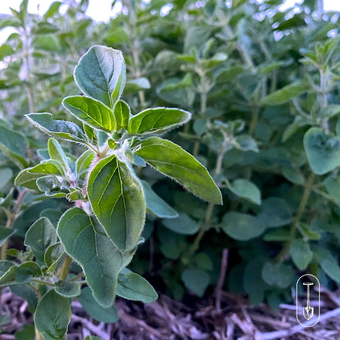 Culinary Herb Seed Collection - Taiga Farm & Seed