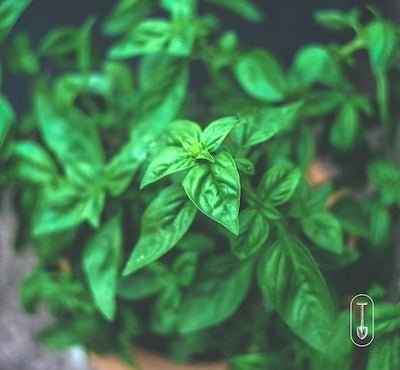 Taiga Farm and Seed Basil Growing in a Pot