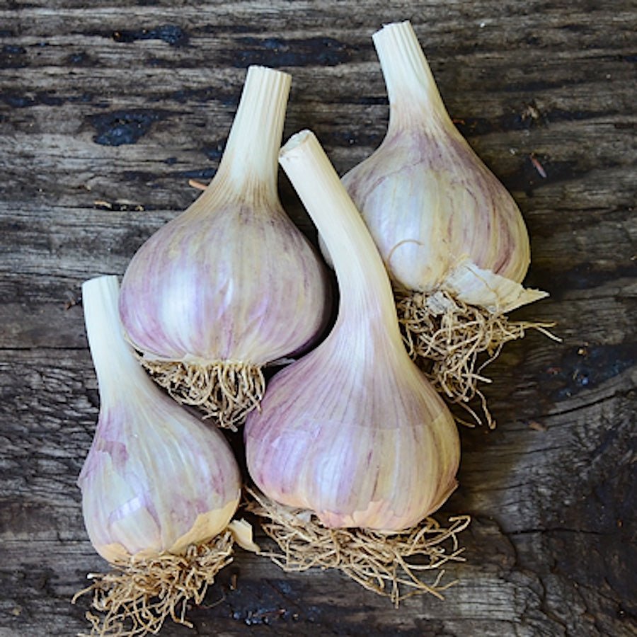 Taiga Farm and Seed Garlic Four Bulbs