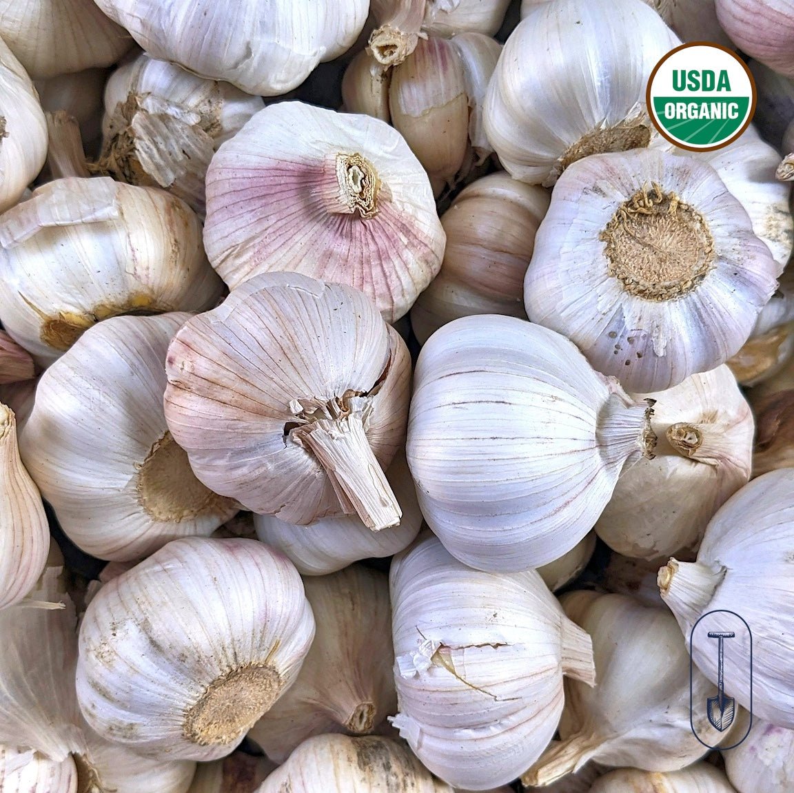 German Red Certified Organic Garlic - Taiga Farm & Seed