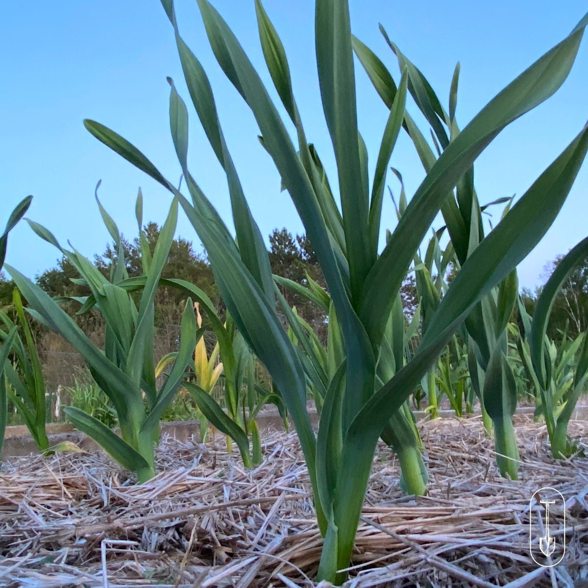 German Red Certified Organic Garlic - Taiga Farm & Seed