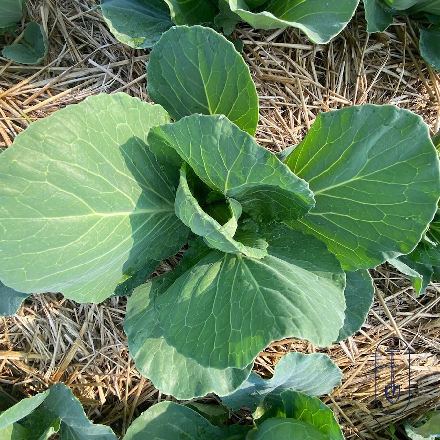 Gift Card - Taiga Farm & Seed