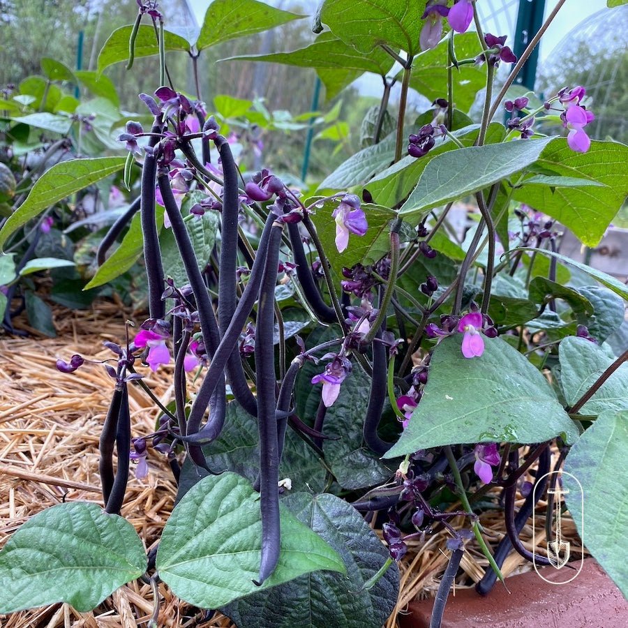 Taiga Farm and Seed Burgundy Bean Plant