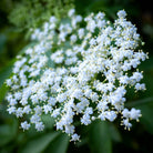 Marge Elderberry - Taiga Farm & Seed