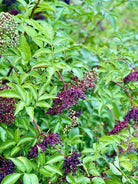 Marge Elderberry - Taiga Farm & Seed