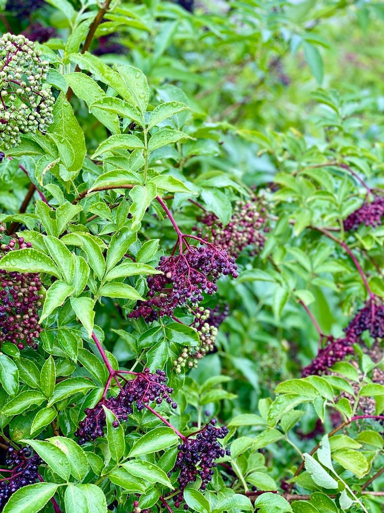 Marge Elderberry - Taiga Farm & Seed