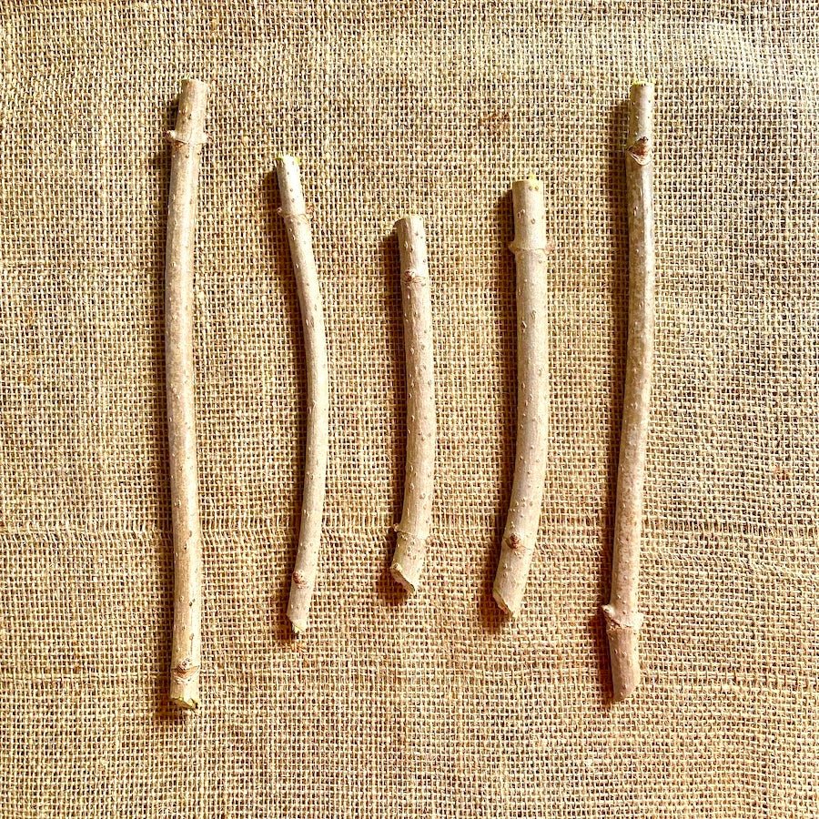 Nova Elderberry - Taiga Farm & Seed