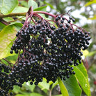 Nova Elderberry - Taiga Farm & Seed