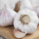 Romanian Red Certified Organic Garlic - Taiga Farm & Seed