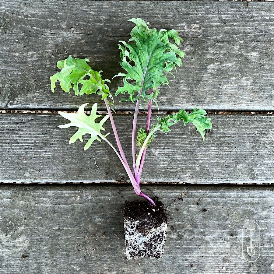 Seed Starting Class - Taiga Farm & Seed