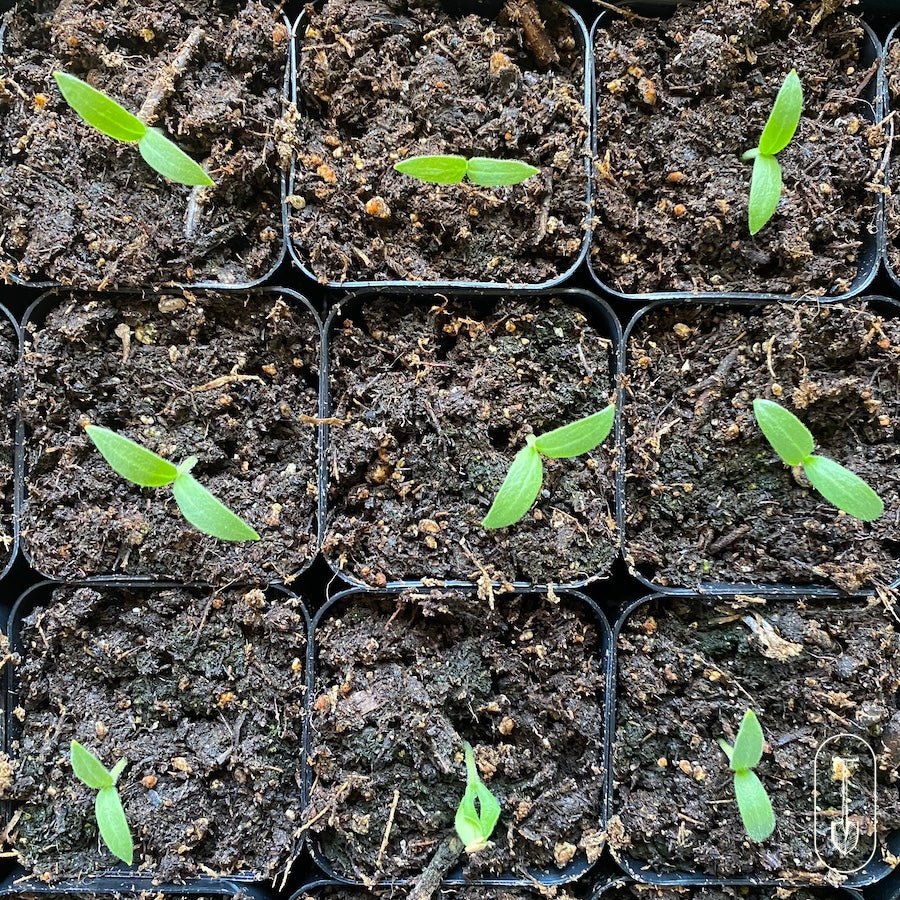 Seed Starting Class - Taiga Farm & Seed