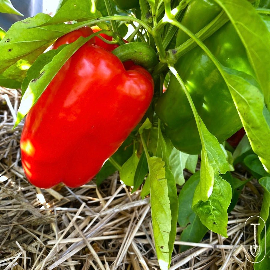 Red and green peppers ripening in a small garden bed with straw mulch.