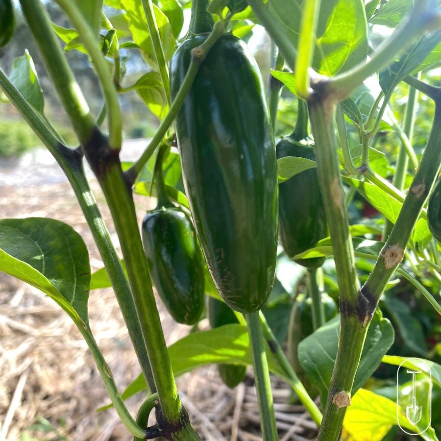 Urban Farm Seed Collection - Taiga Farm & Seed